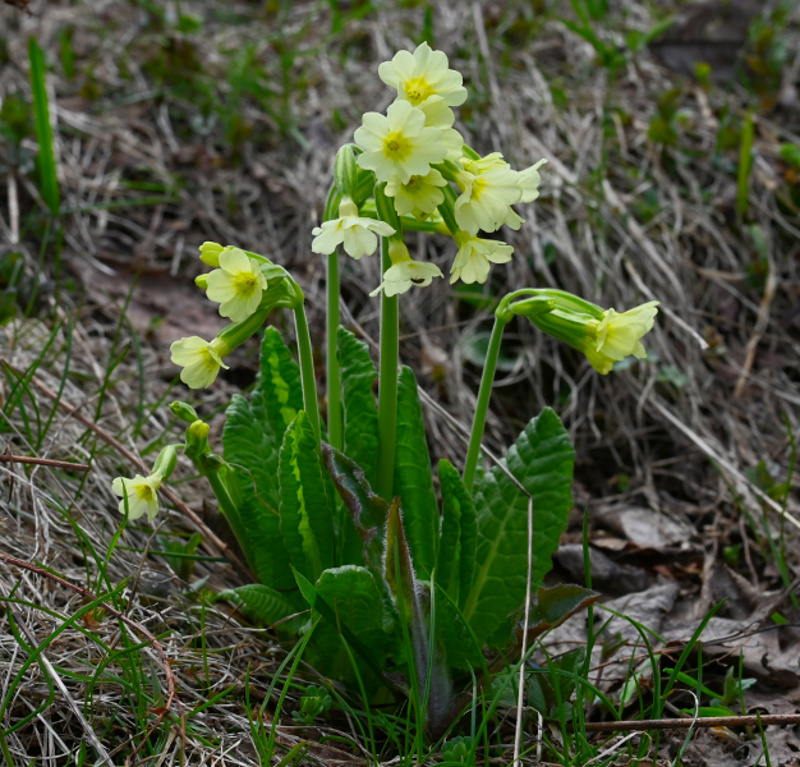 Primula veris  ?